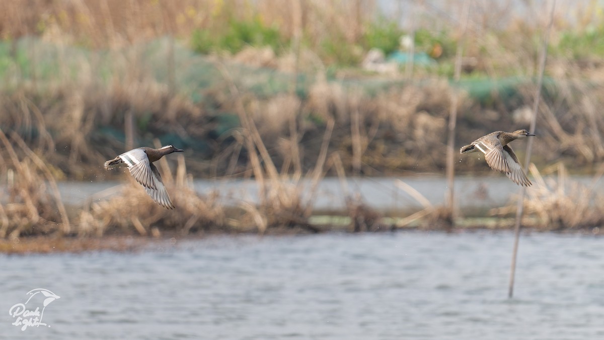 čírka modrá - ML646457099