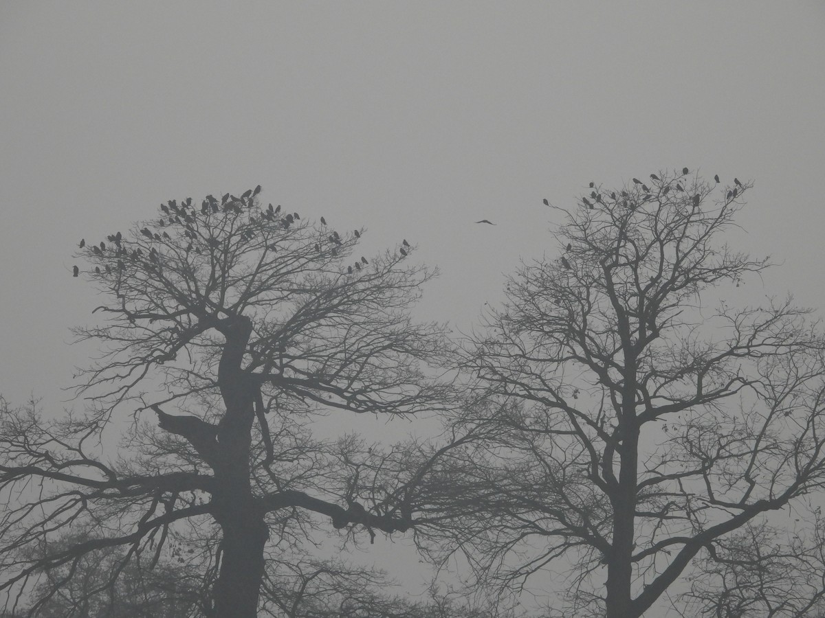 Eurasian Jackdaw - ML646457100