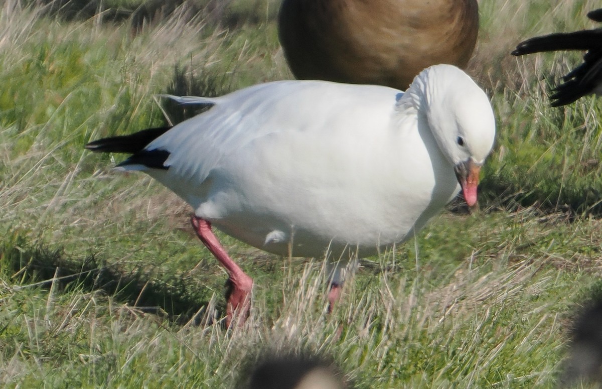 Snow Goose - ML646457103