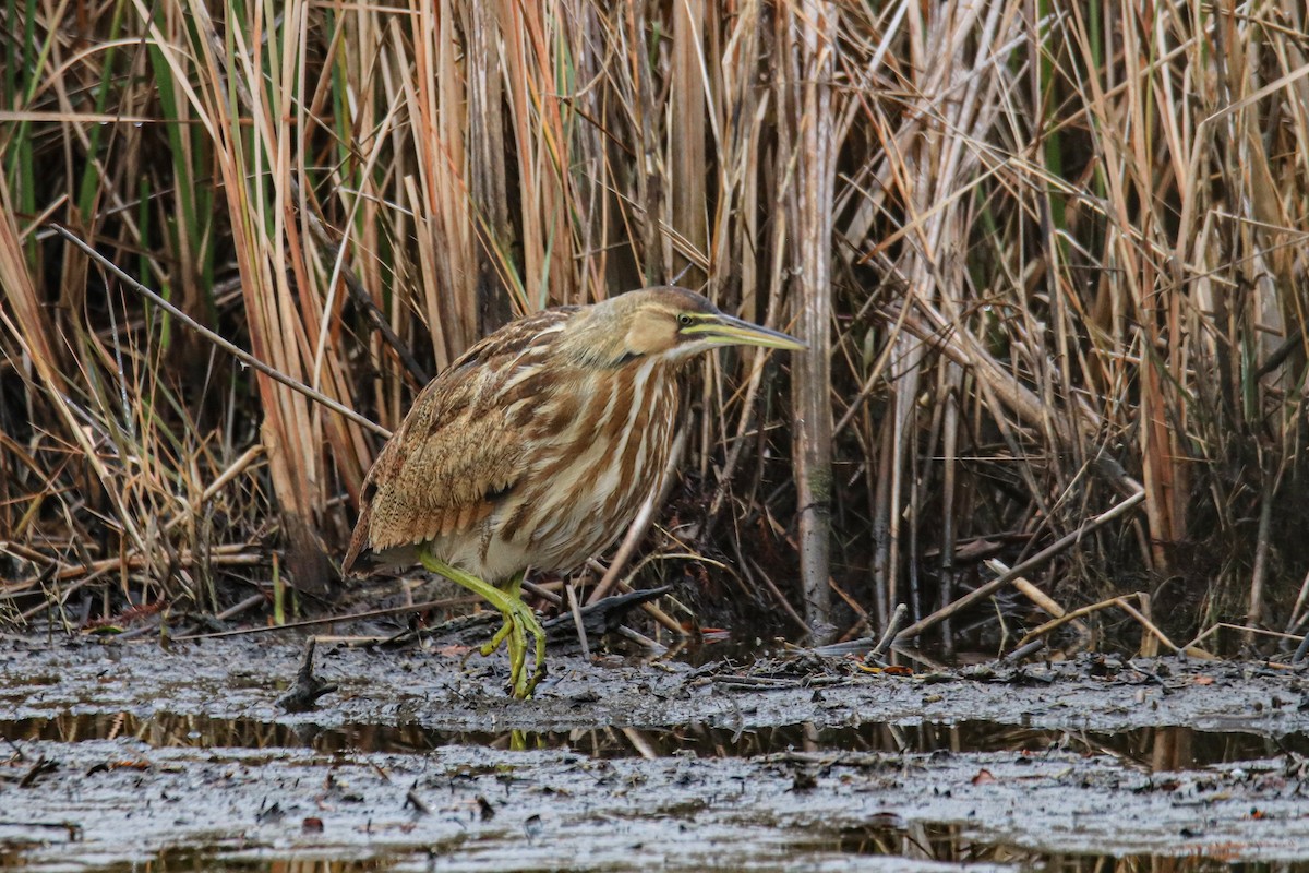 Amerika Balabanı - ML646457104