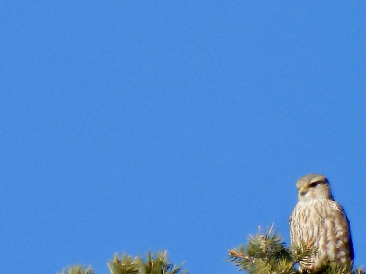 Merlin - ML646457105