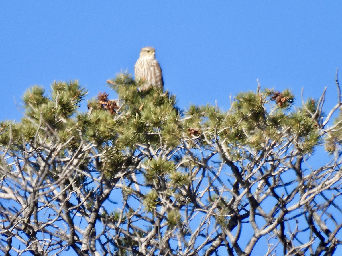 Merlin - ML646457107