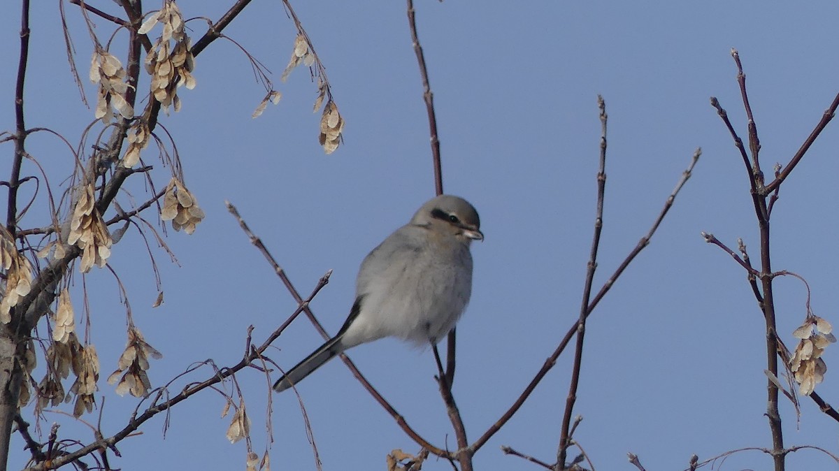 Northern Shrike - ML646457109