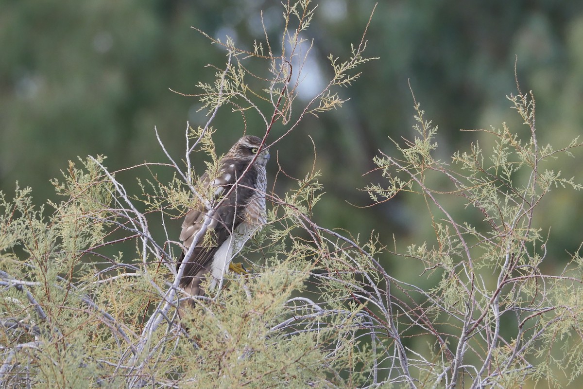 krahujec obecný - ML646457111