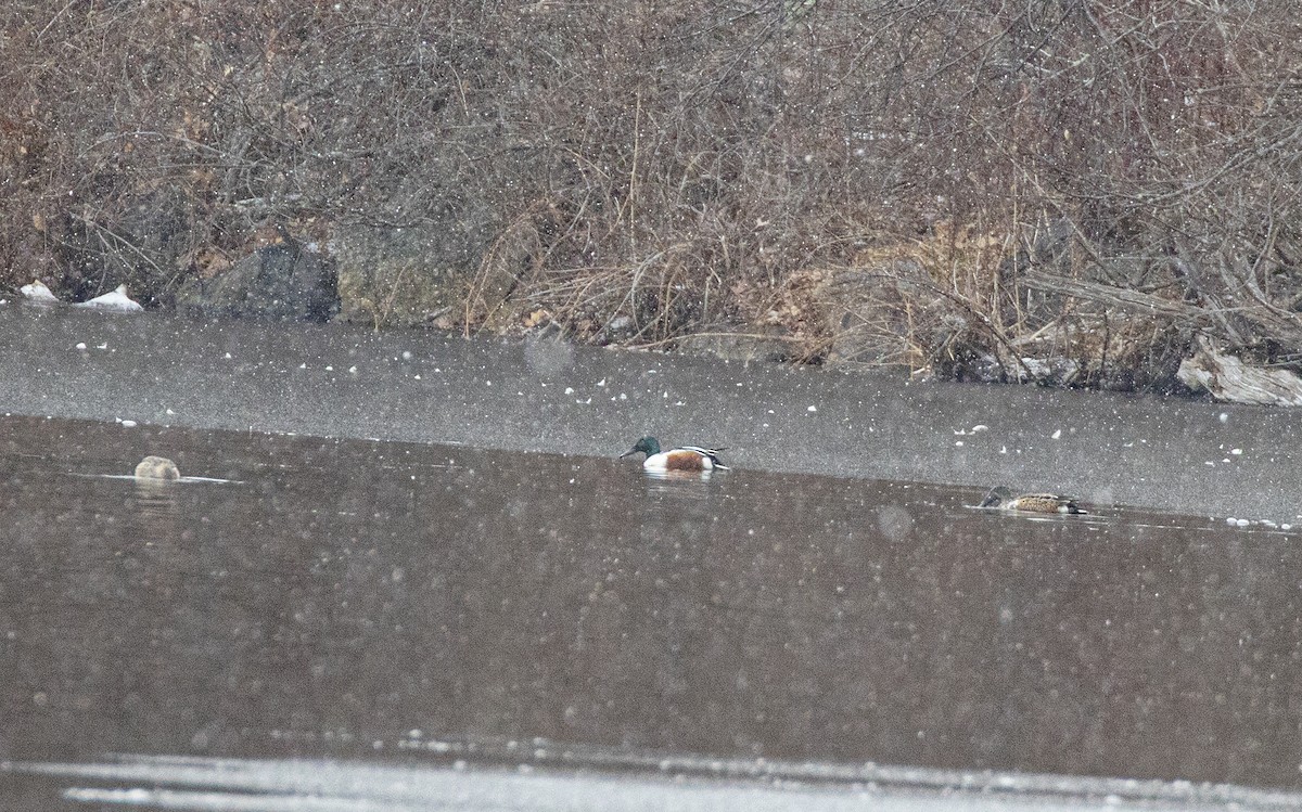 Northern Shoveler - ML646457113