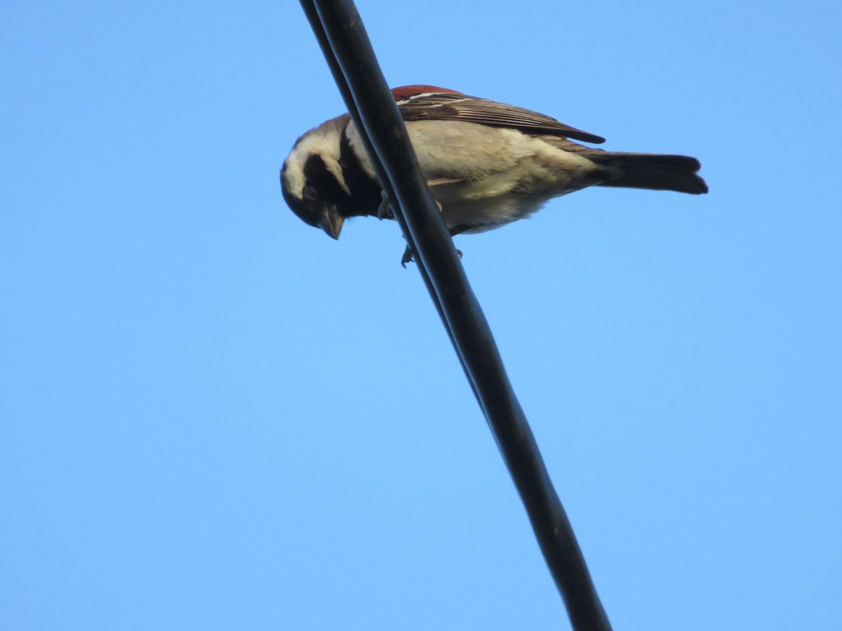 Cape Sparrow - ML646457116