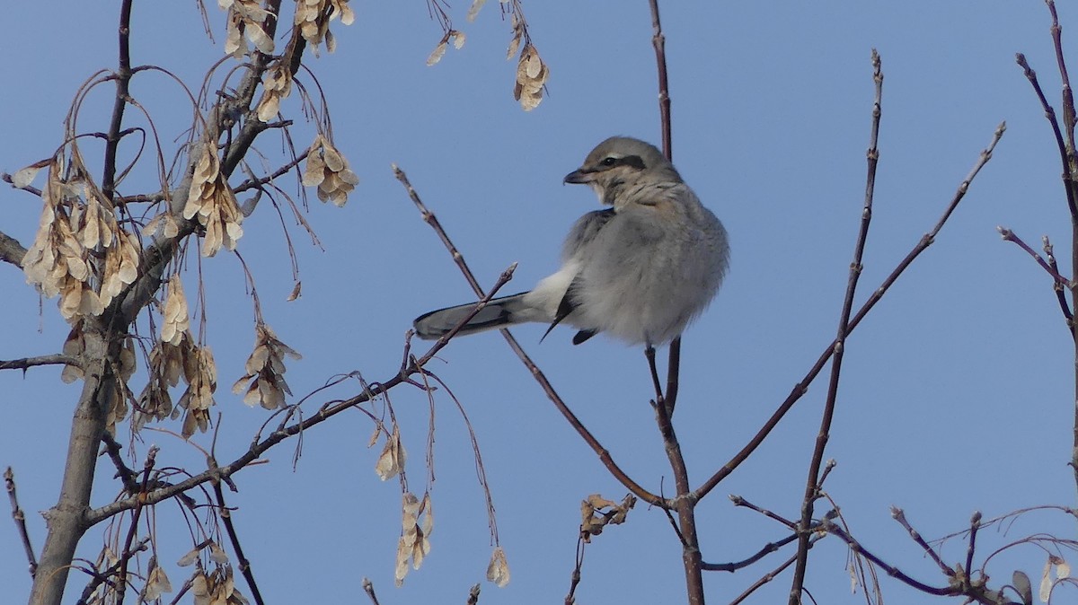 Northern Shrike - ML646457117