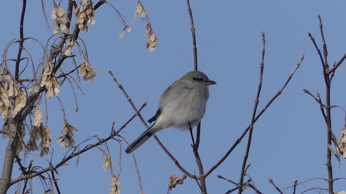 Northern Shrike - ML646457122