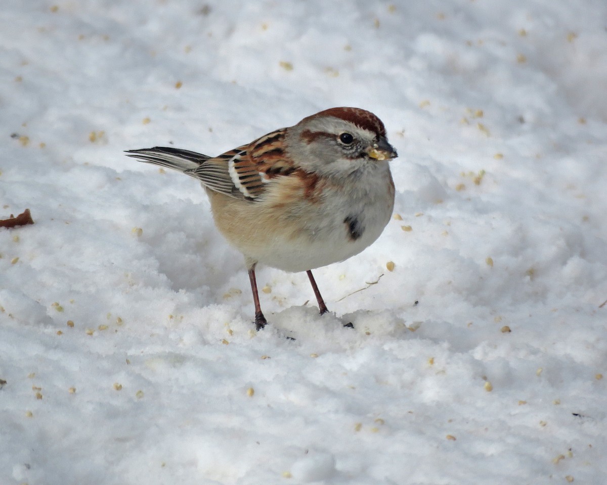 Пасовник північний - ML646457123