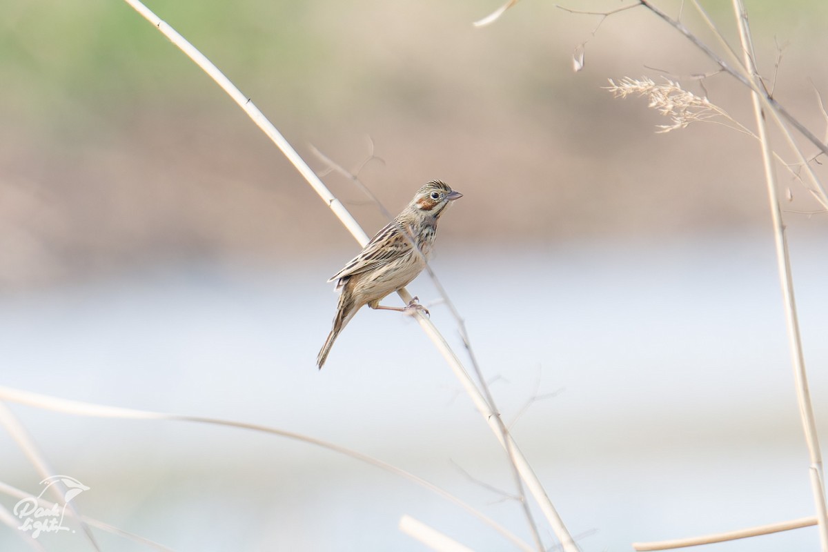 strnad hnědolící - ML646457124