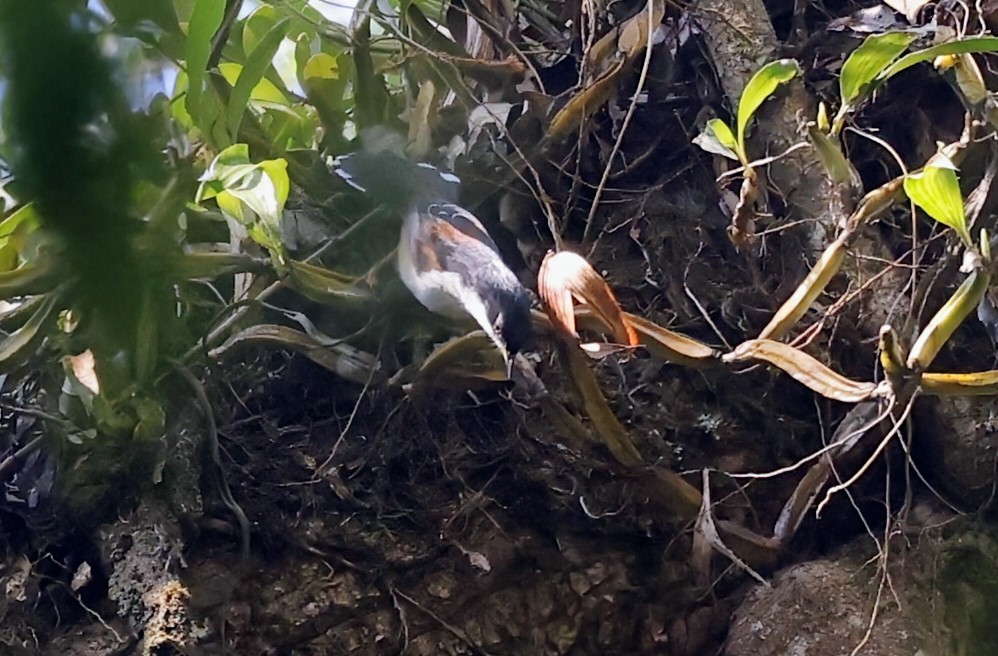 Rufous-backed Sibia (Rufous-backed) - ML646457125