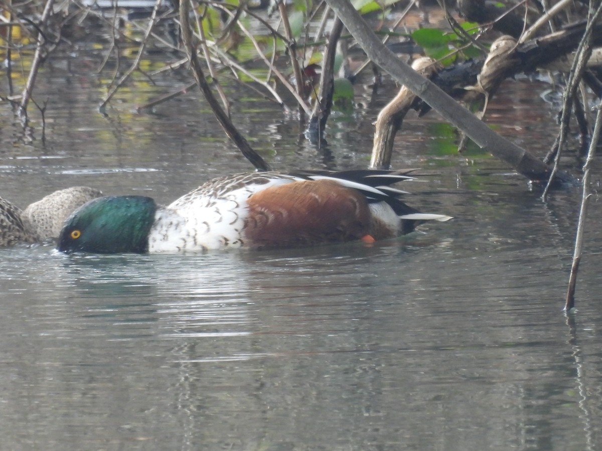 Northern Shoveler - ML646457126