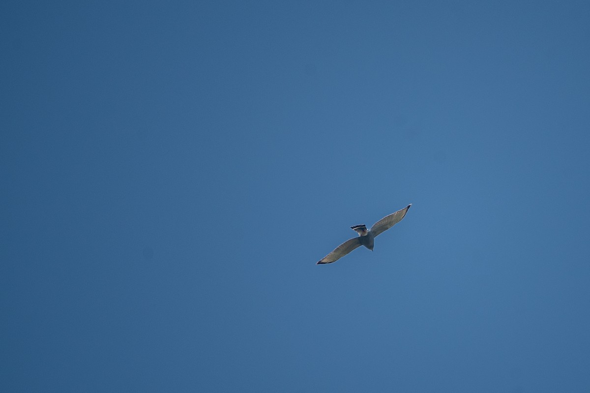 Gray Hawk - ML646457129