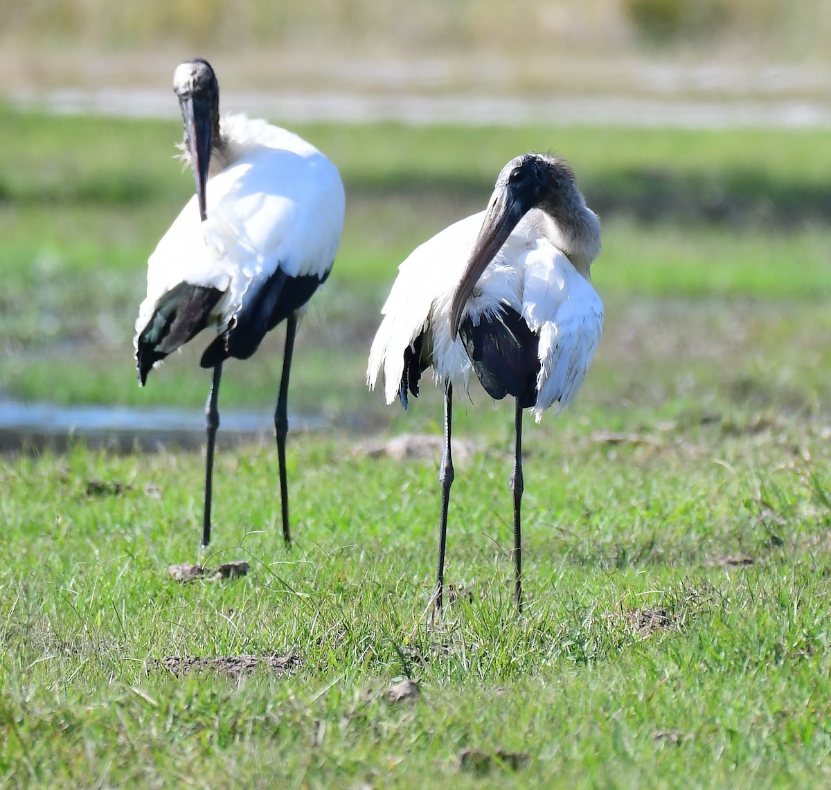 Wood Stork - ML646457130