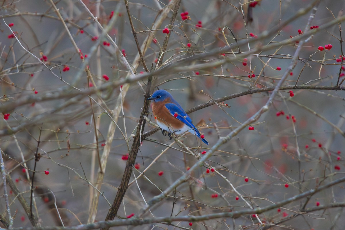 Eastern Bluebird - ML646457131