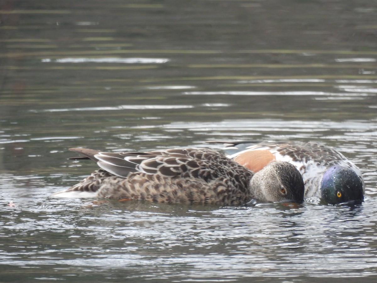 Northern Shoveler - ML646457134