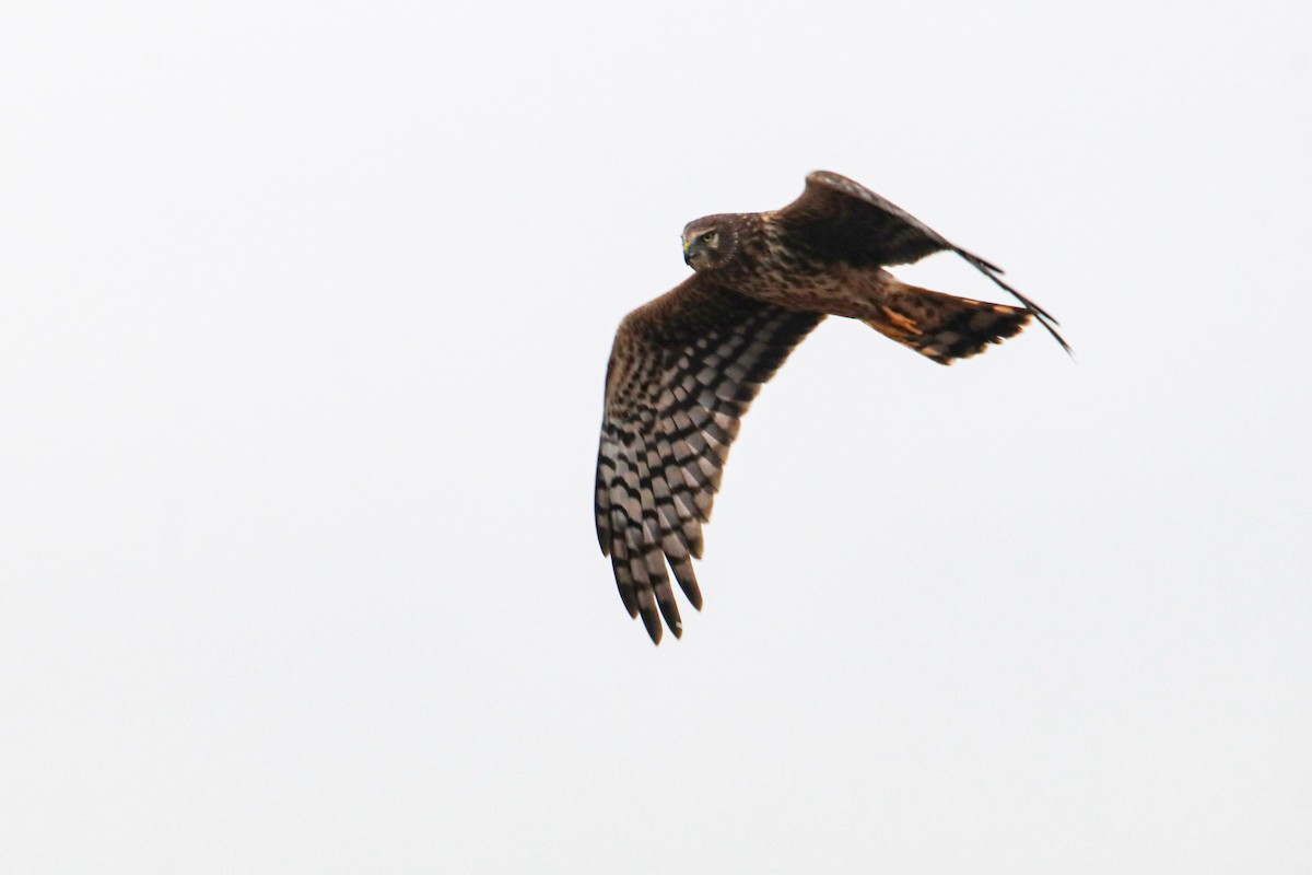 Northern Harrier - ML646457135