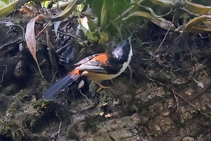 Rufous-backed Sibia (Rufous-backed) - ML646457136