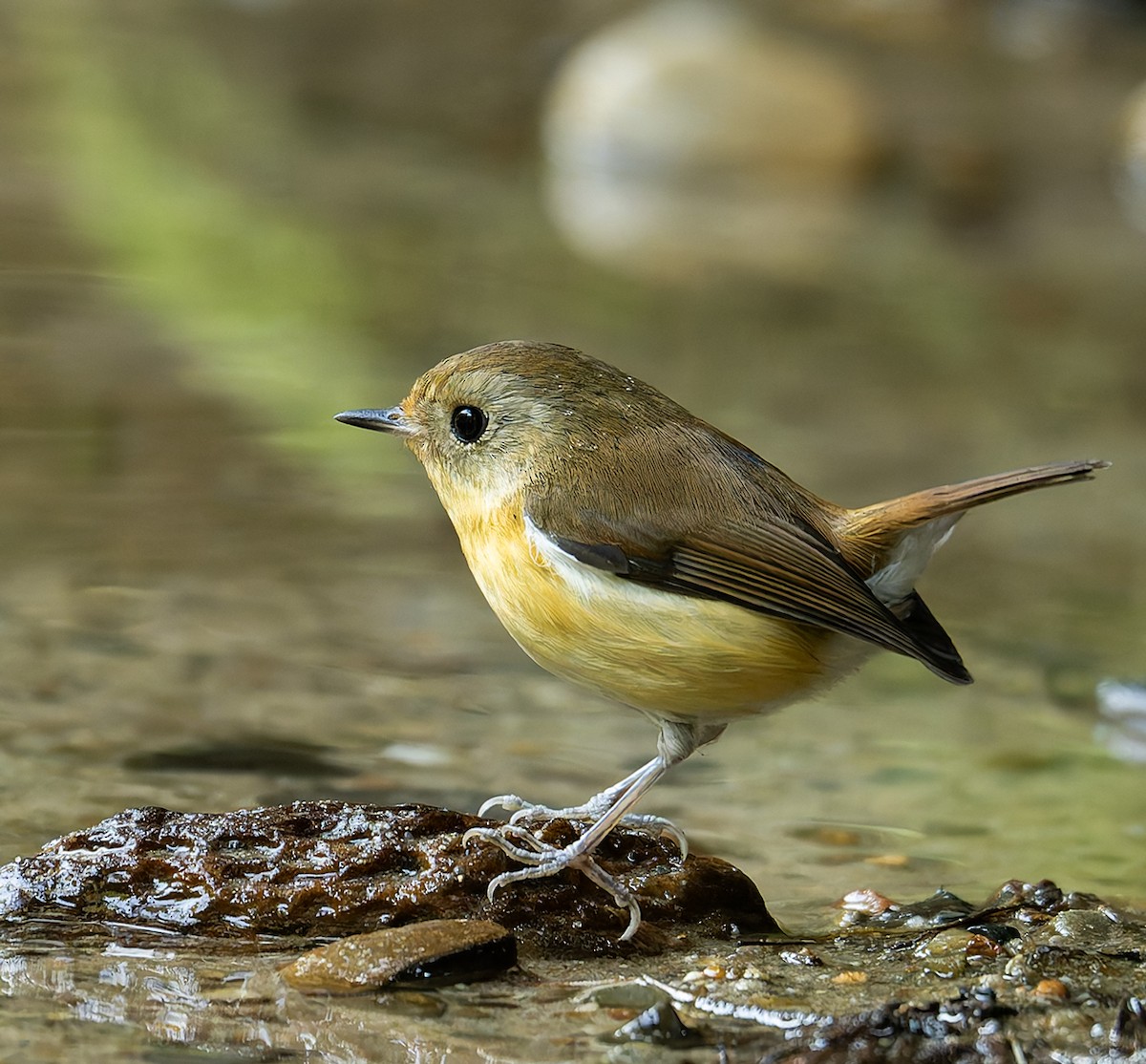 Pygmy Flycatcher - ML646457138
