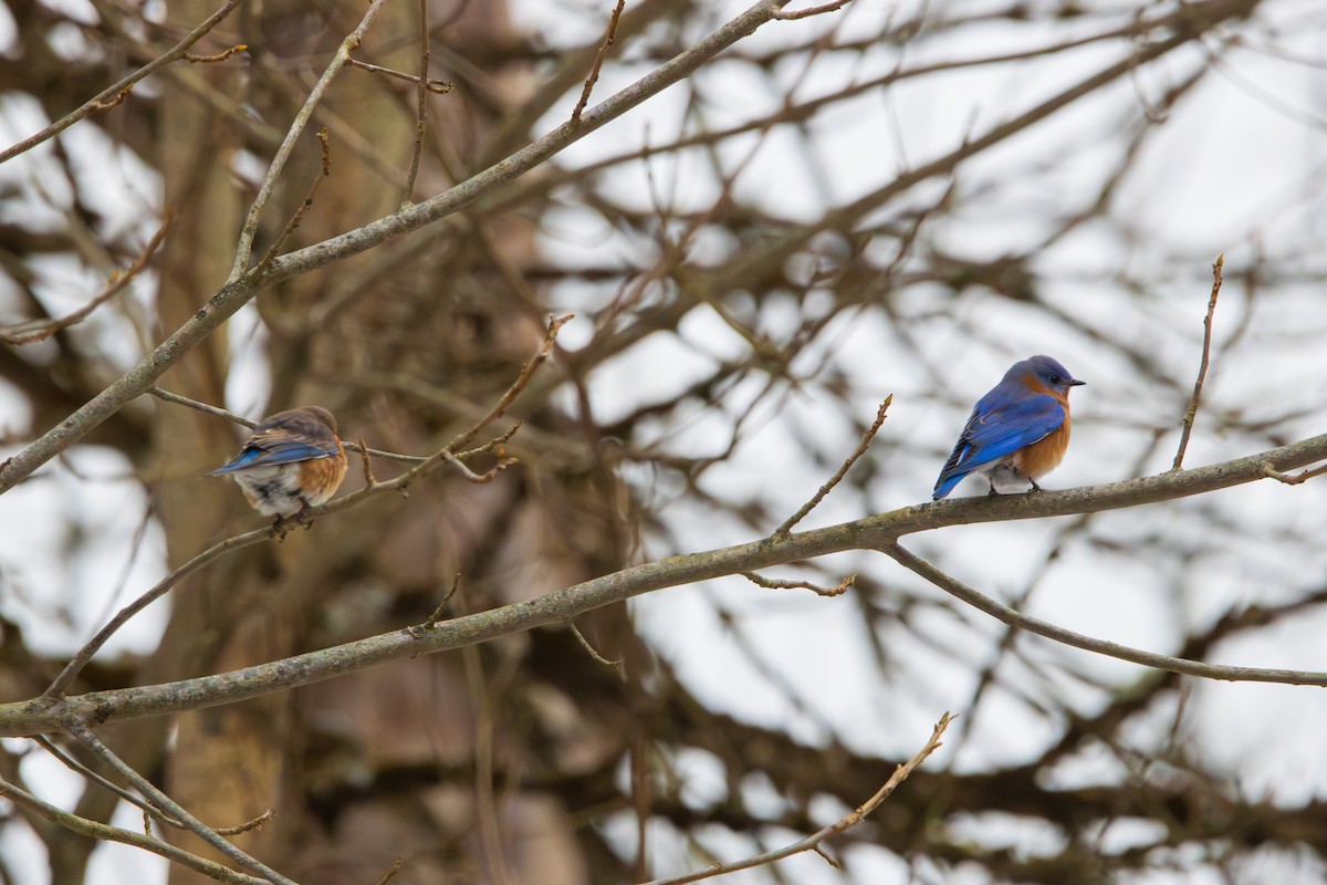 Eastern Bluebird - ML646457139