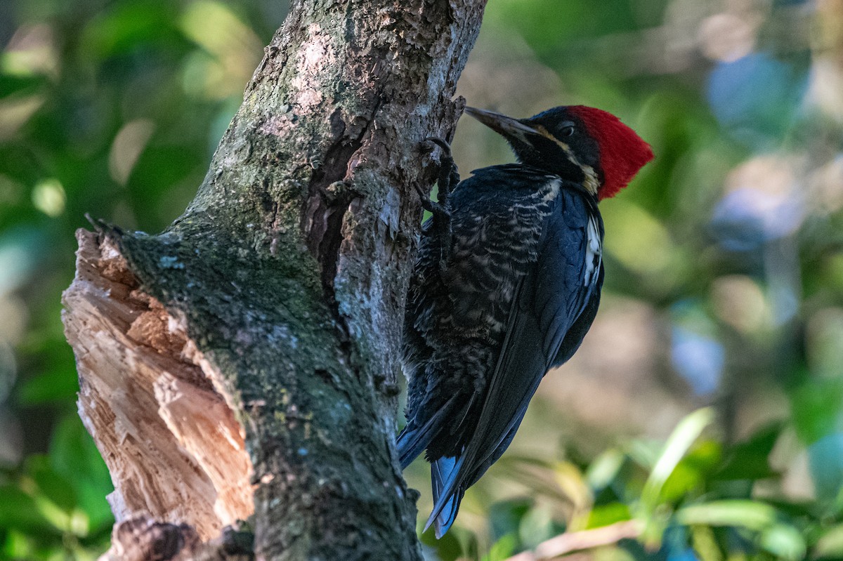 Lineated Woodpecker - ML646457140