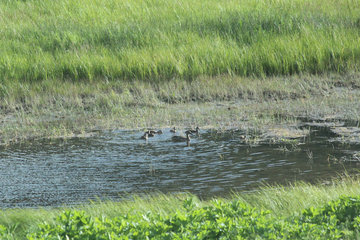 Mallard - ML646457142