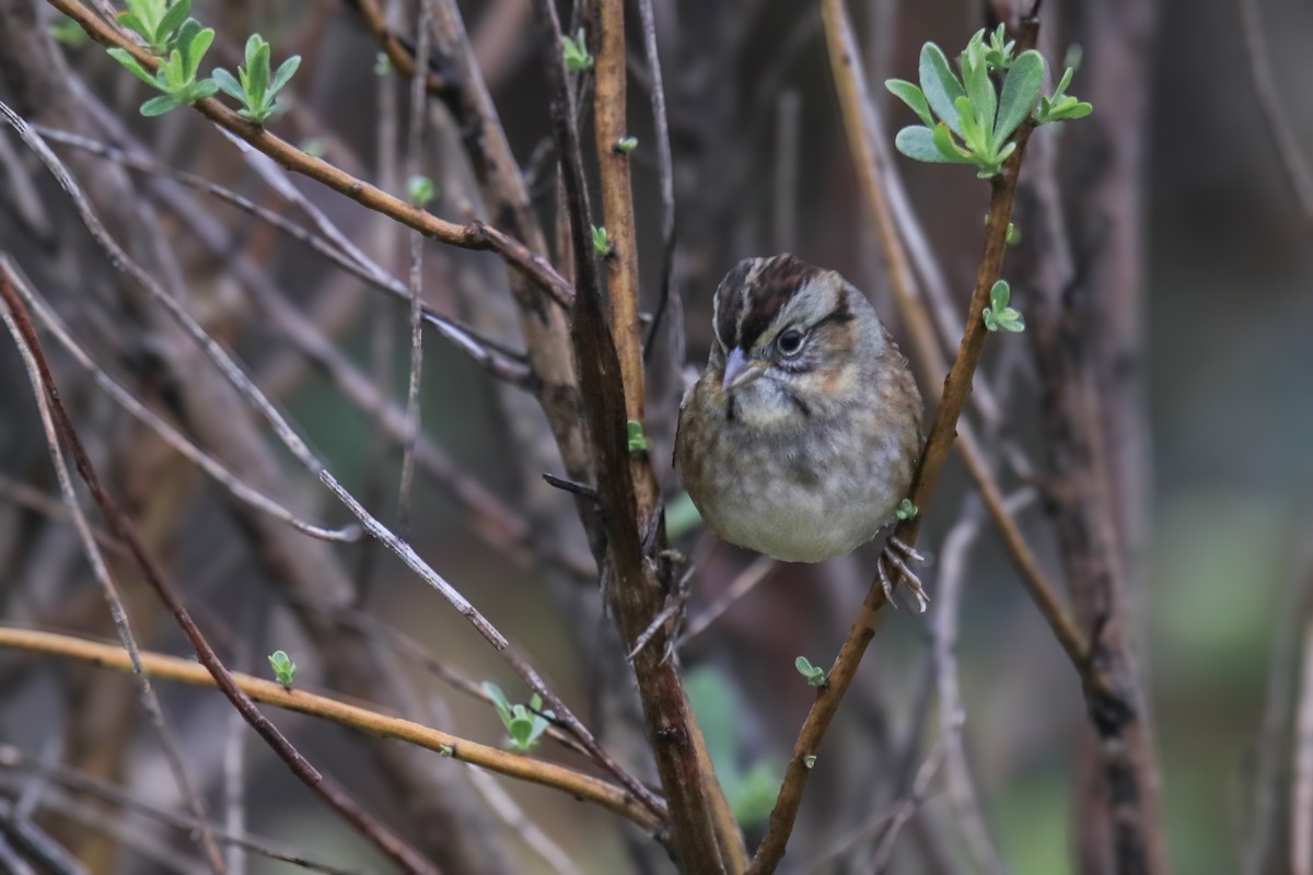 Swamp Sparrow - ML646457146