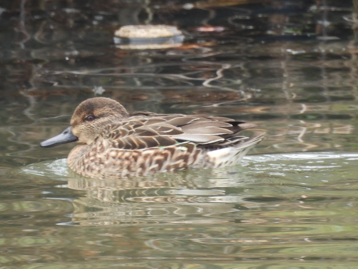 Green-winged Teal - ML646457147