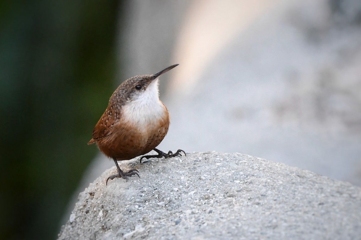 Canyon Wren - ML646457149