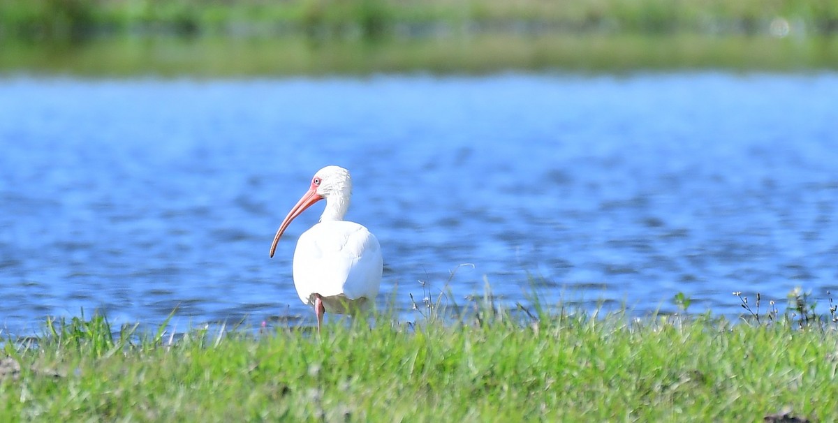 Ak Aynak - ML646457151