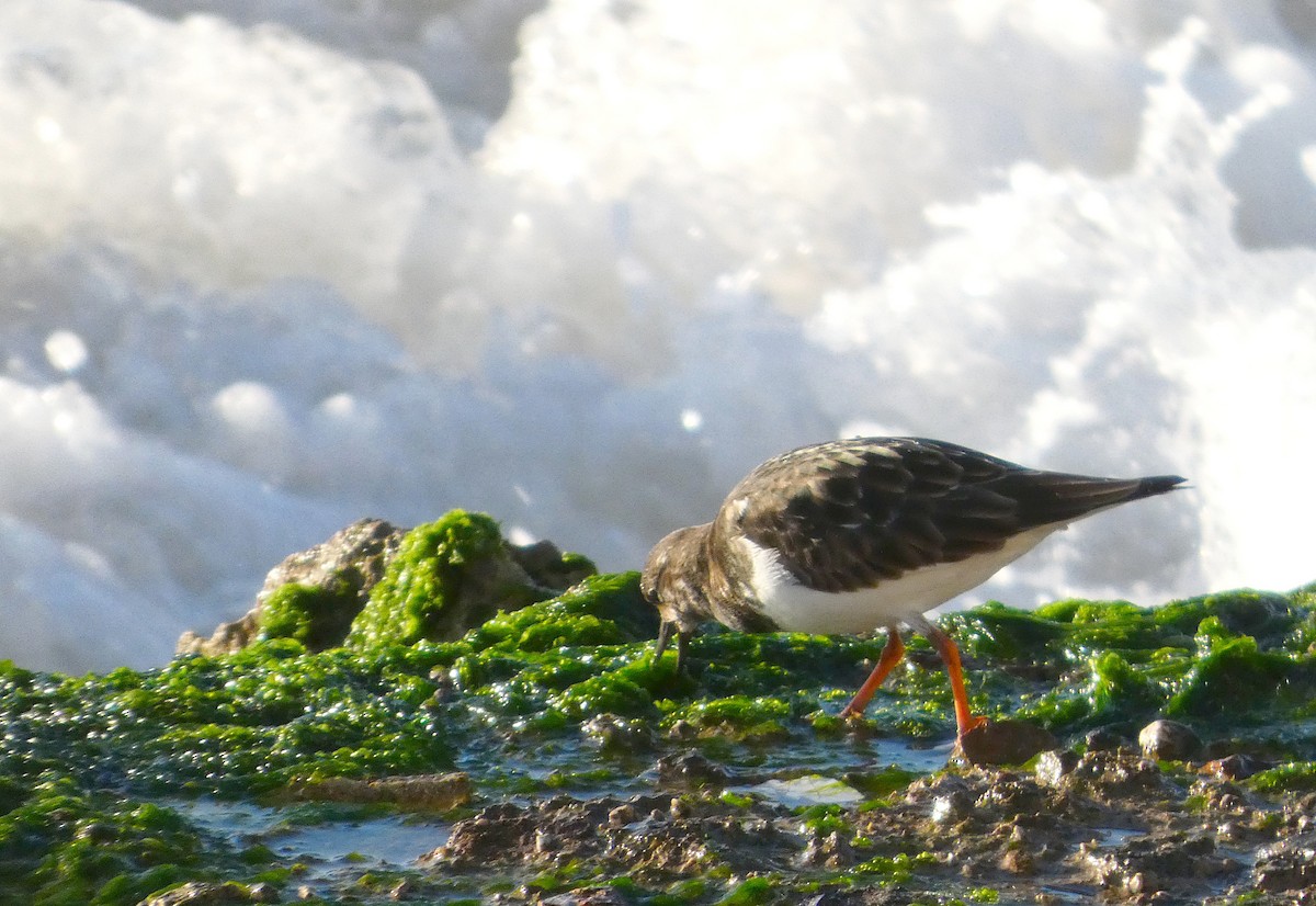 Ruddy Turnstone - ML646457158