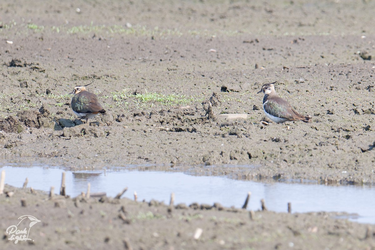 čejka chocholatá - ML646457159