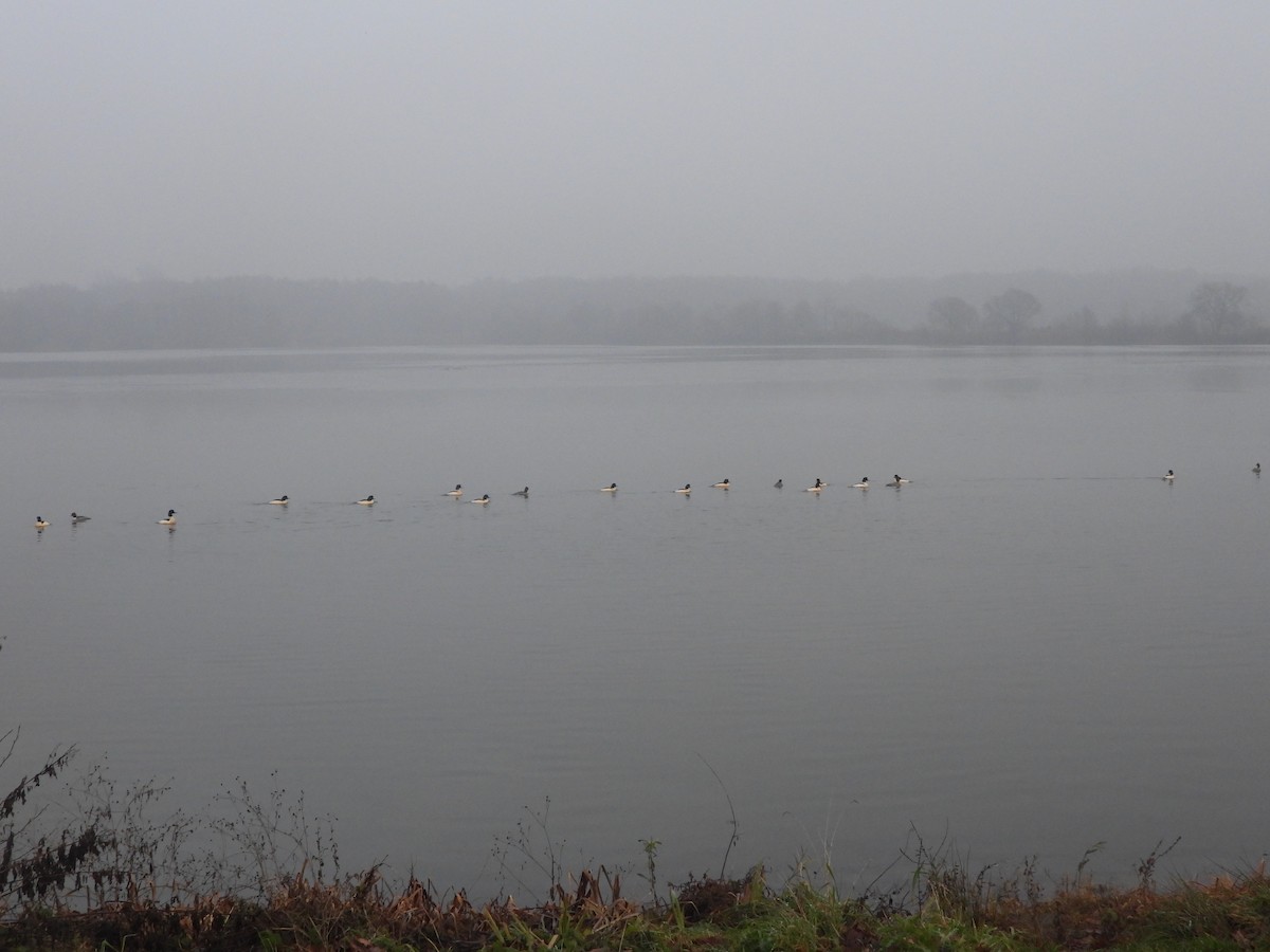 Common Merganser - ML646457160