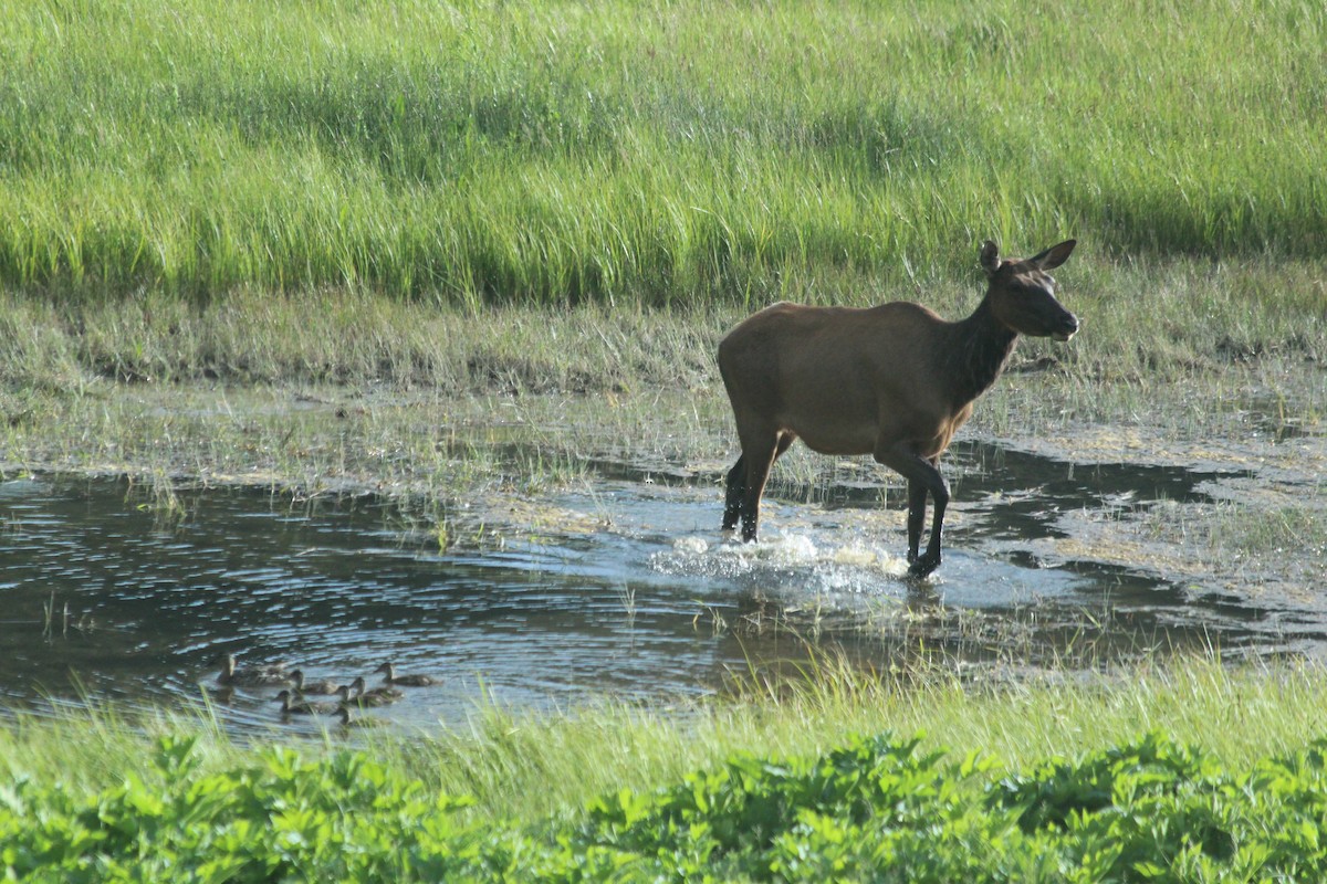 American Elk - ML646457161