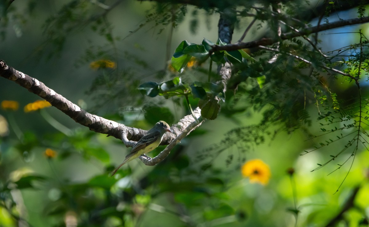 Great Crested Flycatcher - ML646457163