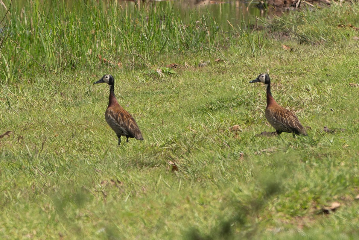 White-faced Whistling-Duck - ML646457164