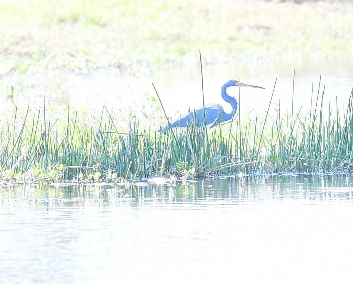 Tricolored Heron - ML646457171