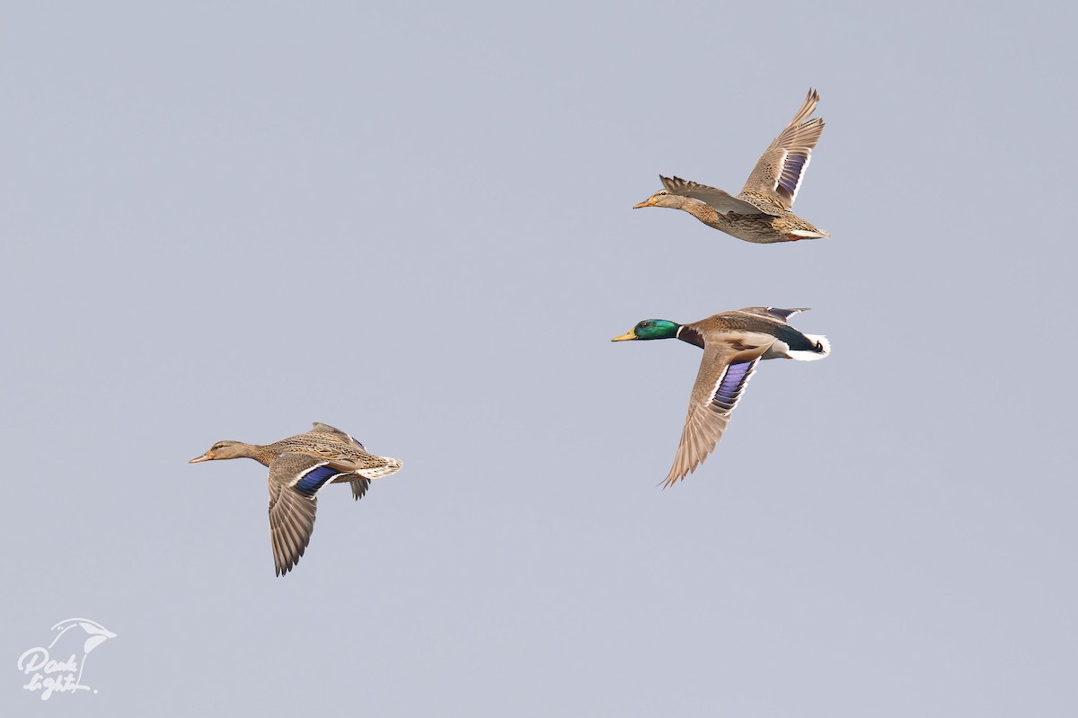 kachna divoká - ML646457172