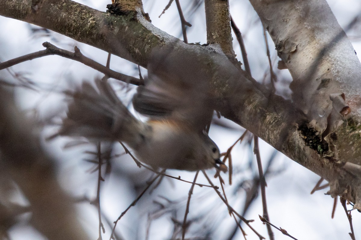 Tufted Titmouse - ML646457175