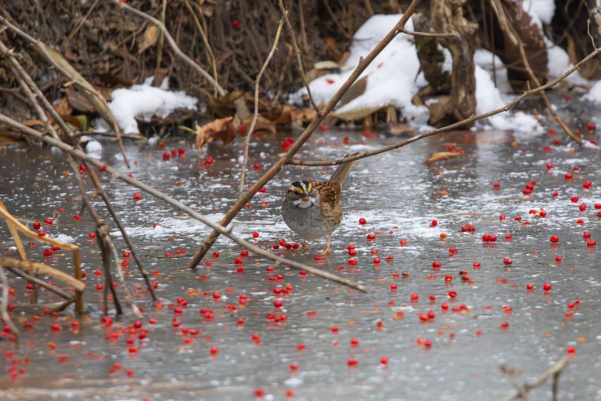 White-throated Sparrow - ML646457176