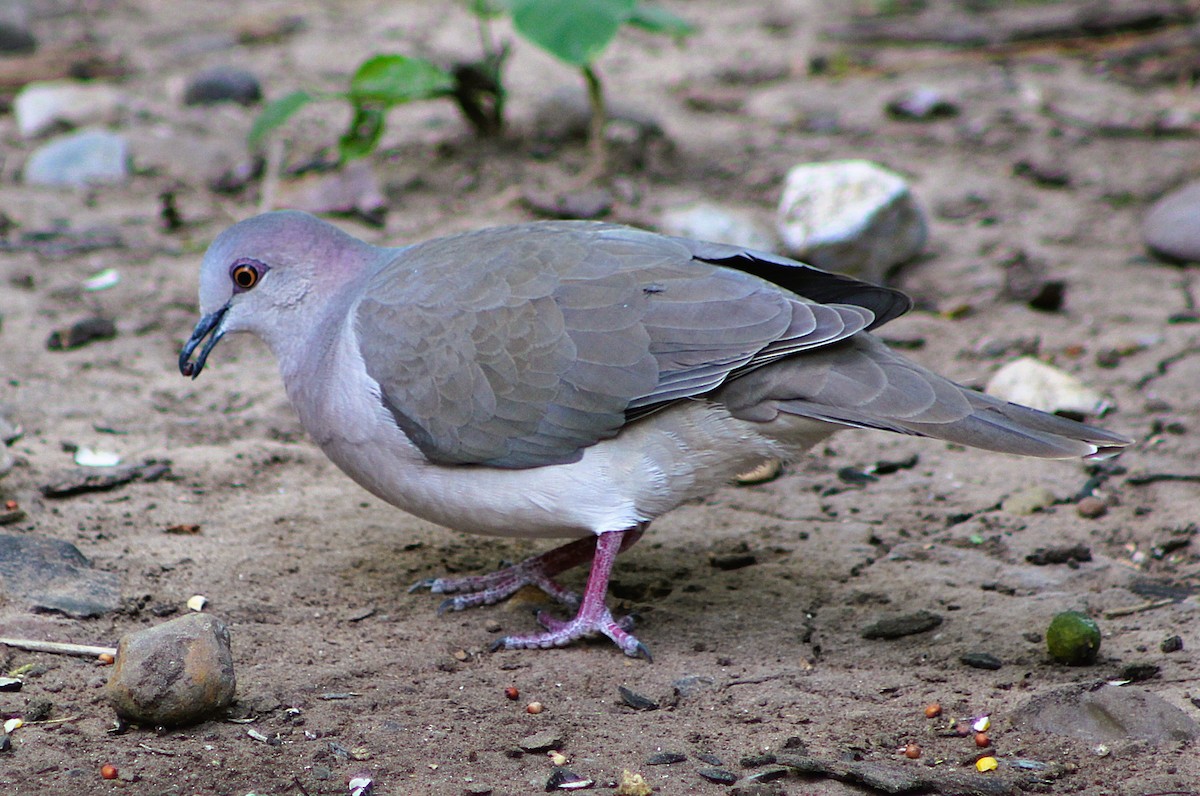 White-tipped Dove - ML646457179