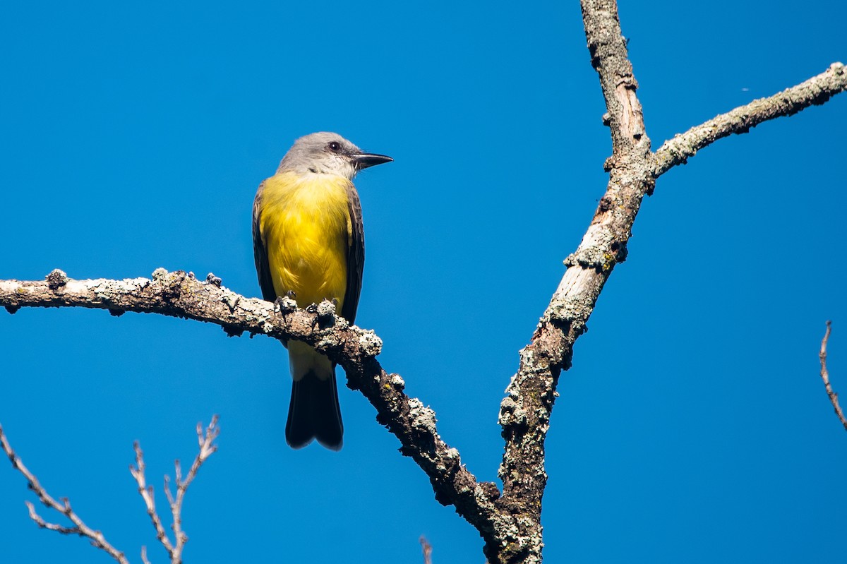 Tropical Kingbird - ML646457181