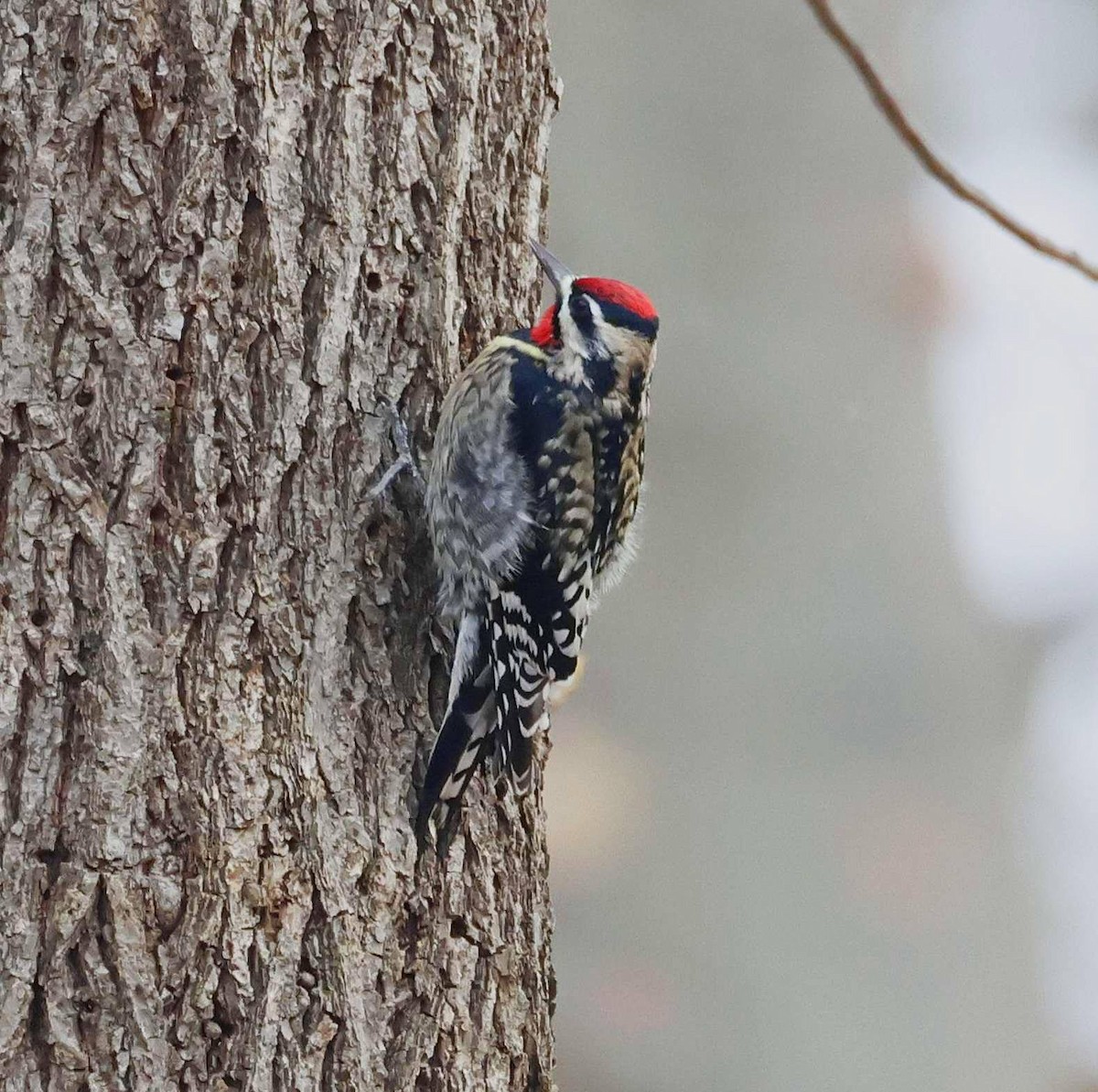 Yellow-bellied Sapsucker - ML646457182