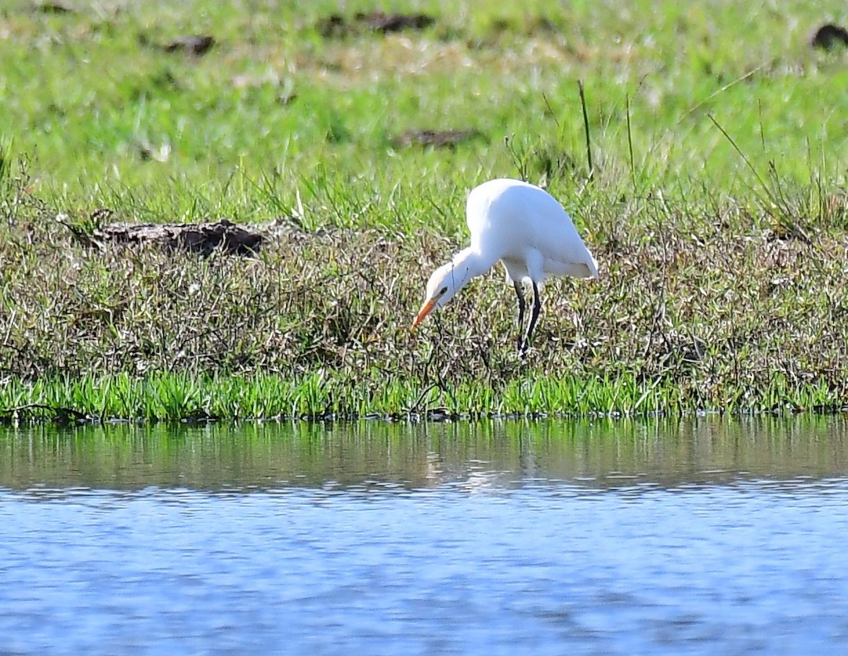 Western Cattle-Egret - ML646457185
