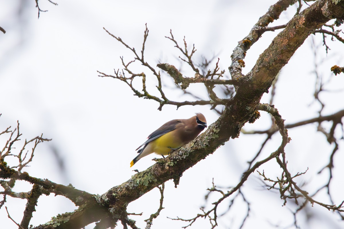 Cedar Waxwing - ML646457187