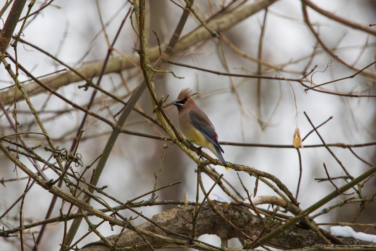 Cedar Waxwing - ML646457188