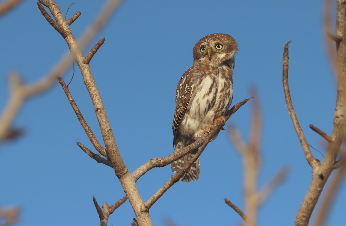 Сичик-горобець савановий - ML646457190