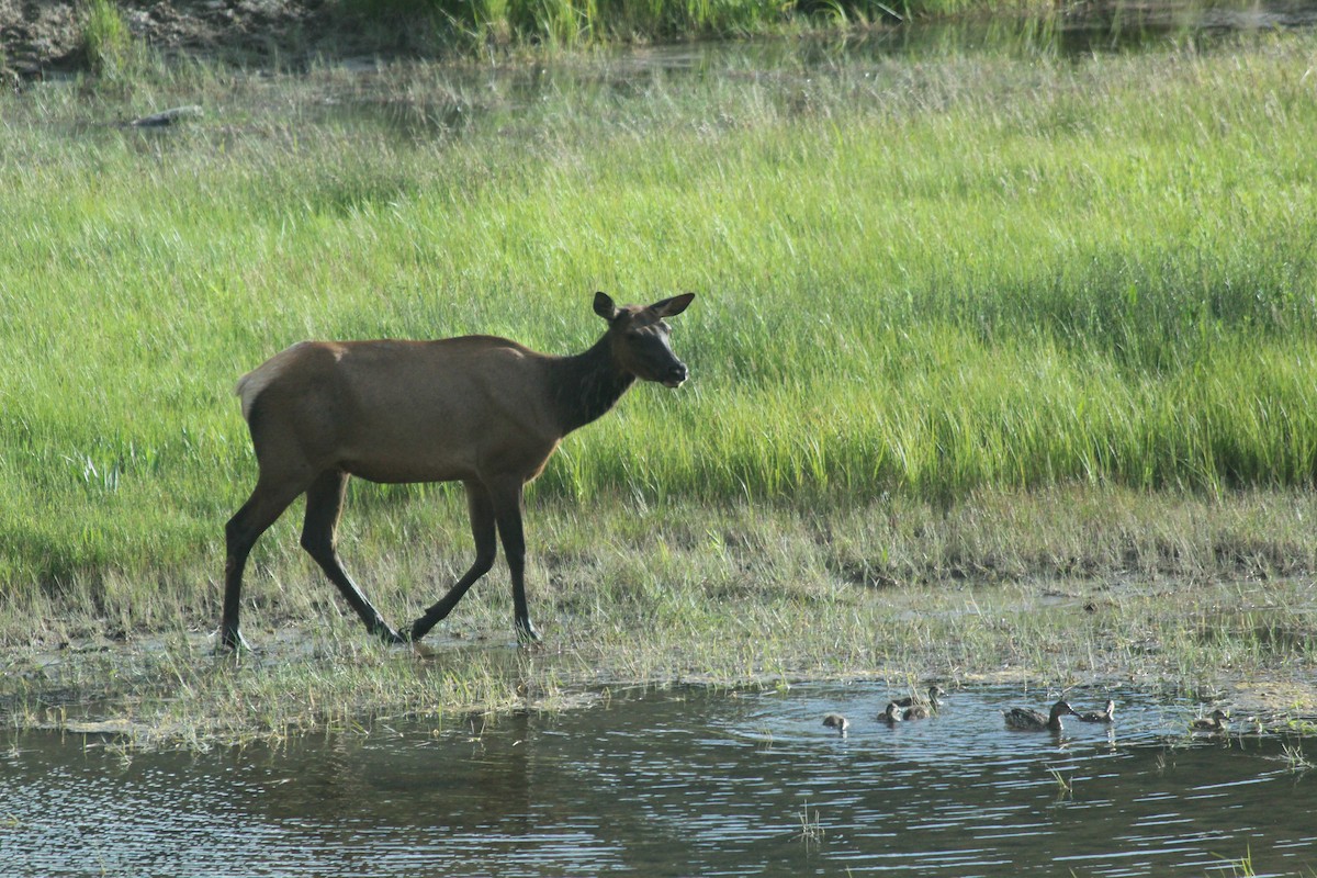 American Elk - ML646457191