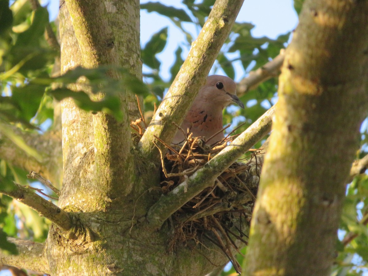 Laughing Dove - ML646457193