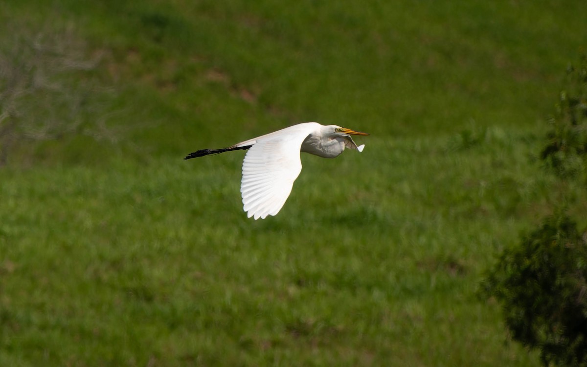 Great Egret - ML646457194
